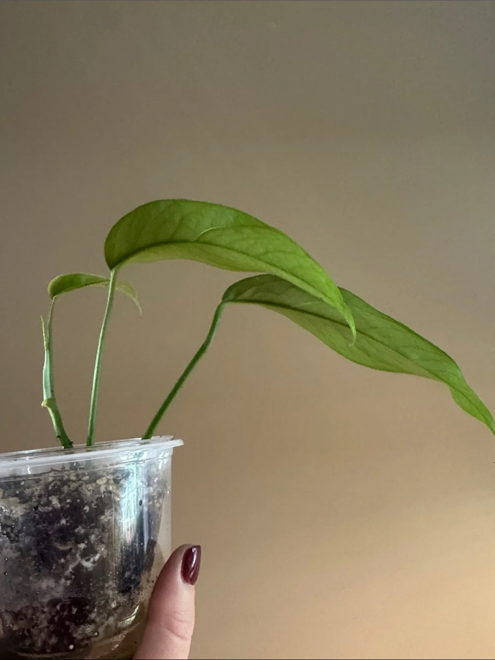 Cebu Blue Pothos-Rooted
